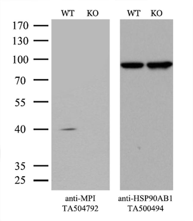 MPI Antibody in Western Blot (WB)