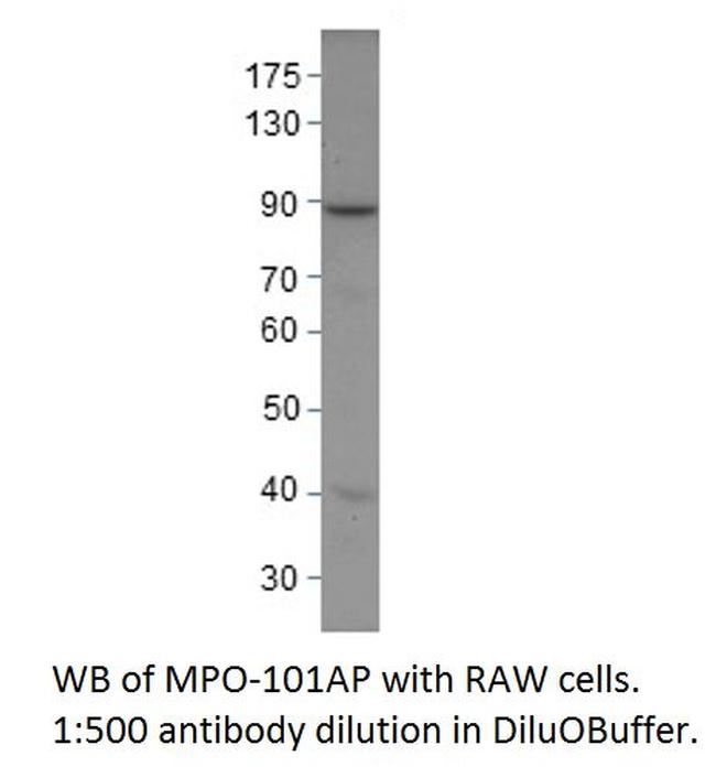 Myeloperoxidase Antibody in Western Blot (WB)