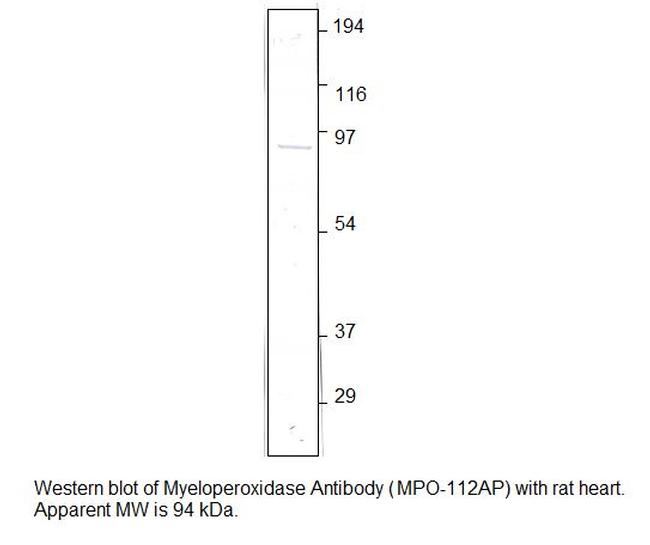 Myeloperoxidase Antibody in Western Blot (WB)