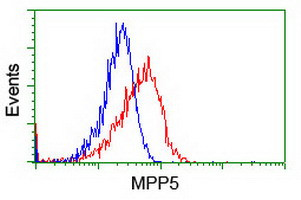 MPP5 Antibody in Flow Cytometry (Flow)