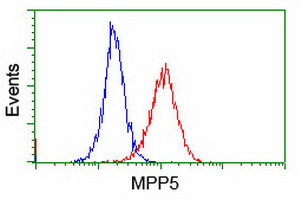 MPP5 Antibody in Flow Cytometry (Flow)