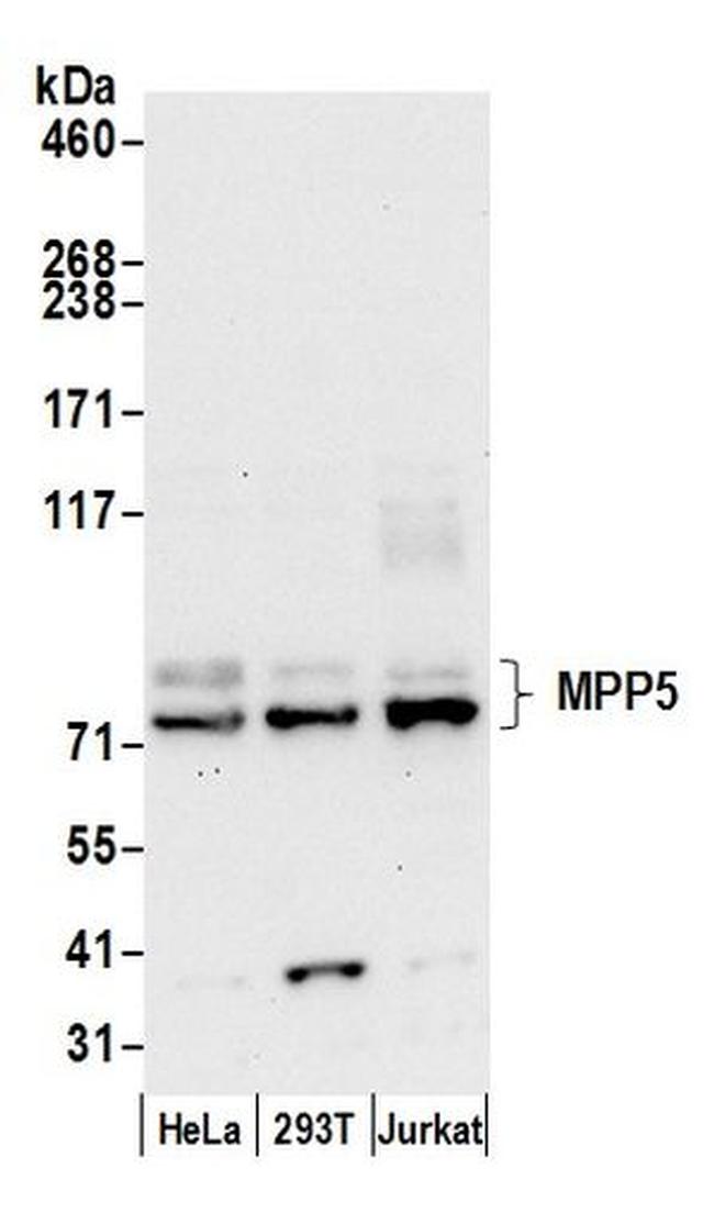 MPP5/Pals1 Antibody in Western Blot (WB)