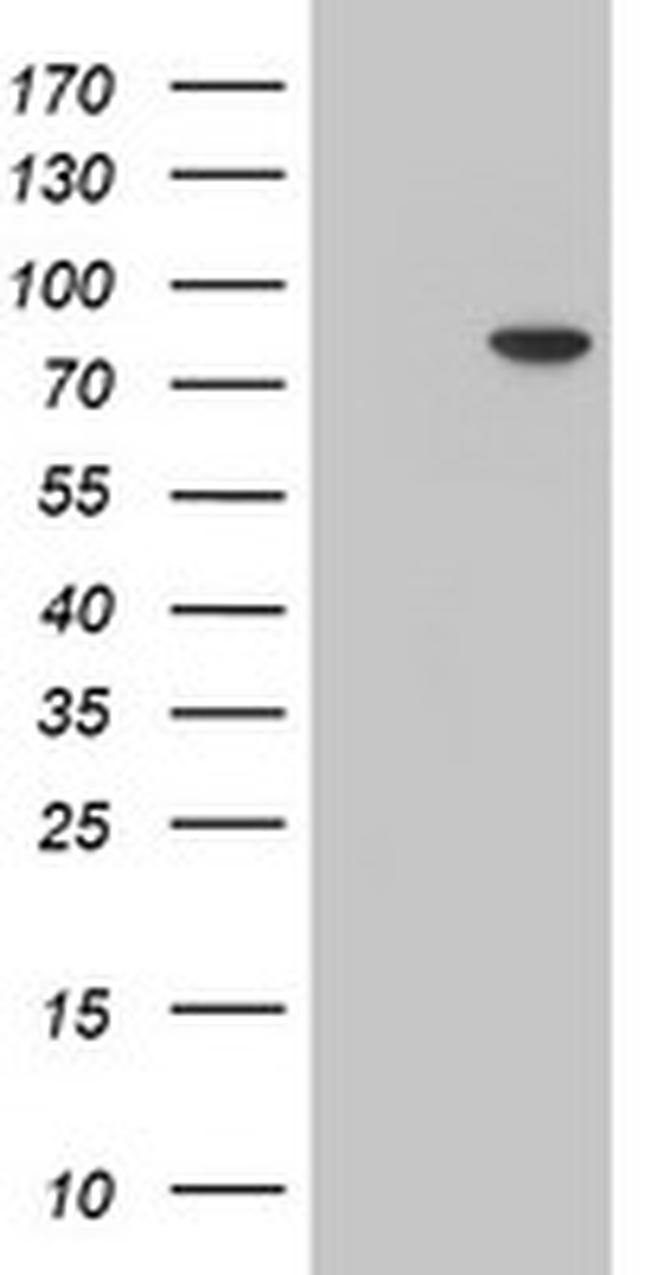 MPP5 Antibody in Western Blot (WB)