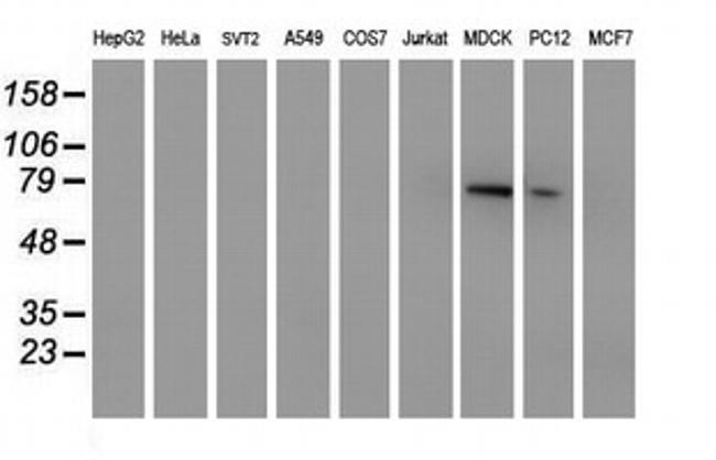 MPP5 Antibody in Western Blot (WB)