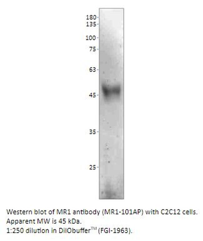 MR1 Antibody in Western Blot (WB)