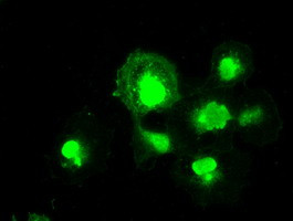 MRI1 Antibody in Immunocytochemistry (ICC/IF)