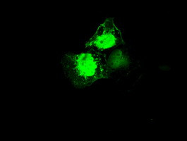 MRI1 Antibody in Immunocytochemistry (ICC/IF)