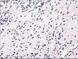 MRI1 Antibody in Immunohistochemistry (Paraffin) (IHC (P))