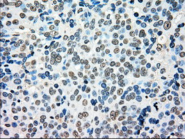 MRI1 Antibody in Immunohistochemistry (Paraffin) (IHC (P))