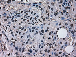 MRI1 Antibody in Immunohistochemistry (Paraffin) (IHC (P))