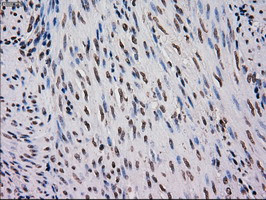 MRI1 Antibody in Immunohistochemistry (Paraffin) (IHC (P))