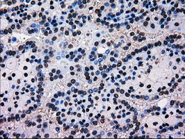 MRI1 Antibody in Immunohistochemistry (Paraffin) (IHC (P))