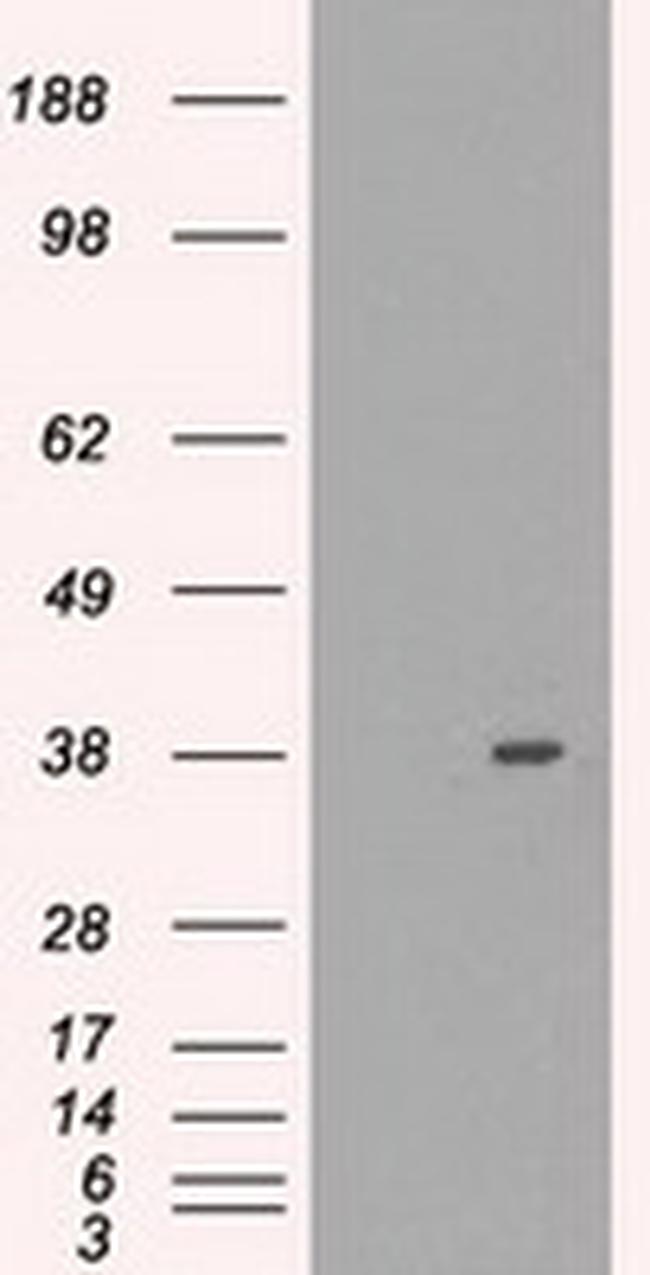 MRI1 Antibody in Western Blot (WB)