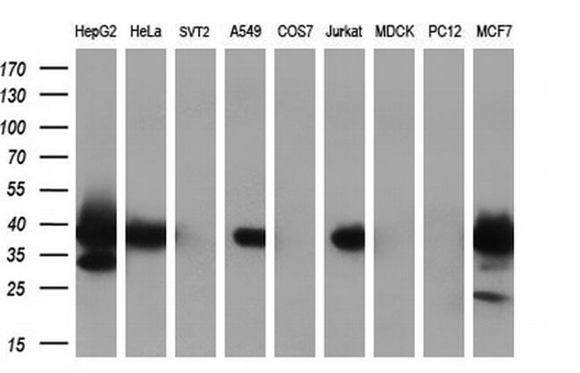 MRI1 Antibody in Western Blot (WB)