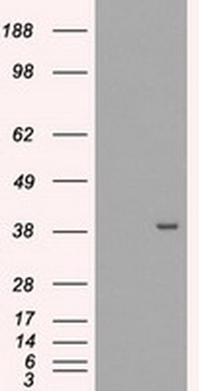 MRI1 Antibody in Western Blot (WB)