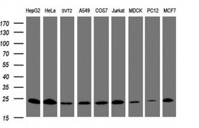 MRPL11 Antibody in Western Blot (WB)