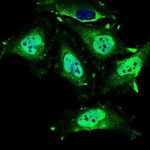 MRPL42 Antibody in Immunocytochemistry (ICC/IF)