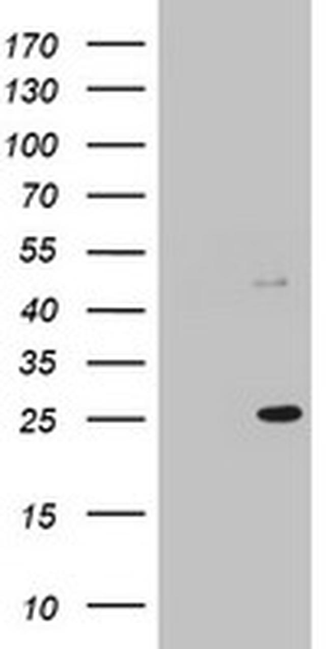 MRPS11 Antibody in Western Blot (WB)