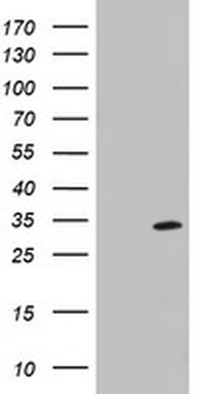 MRPS11 Antibody in Western Blot (WB)