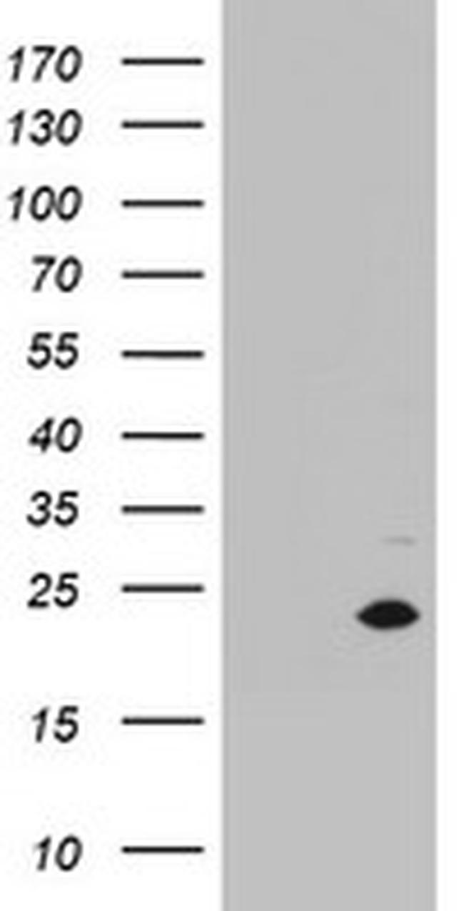 MRPS11 Antibody in Western Blot (WB)