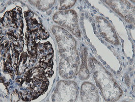 MRPS27 Antibody in Immunohistochemistry (Paraffin) (IHC (P))