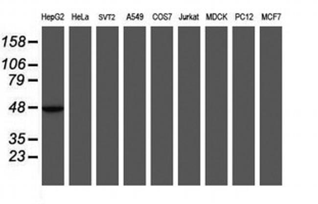 MRPS27 Antibody in Western Blot (WB)