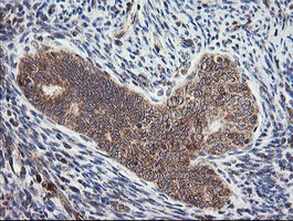 MRPS34 Antibody in Immunohistochemistry (Paraffin) (IHC (P))