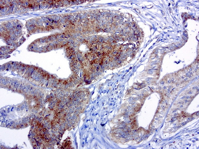 MRPS34 Antibody in Immunohistochemistry (Paraffin) (IHC (P))