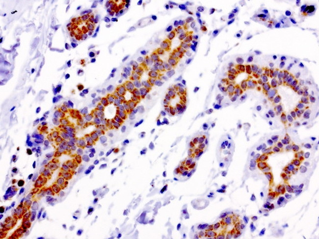 MRPS34 Antibody in Immunohistochemistry (Paraffin) (IHC (P))