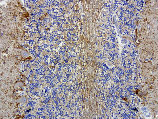 MRPS34 Antibody in Immunohistochemistry (Paraffin) (IHC (P))