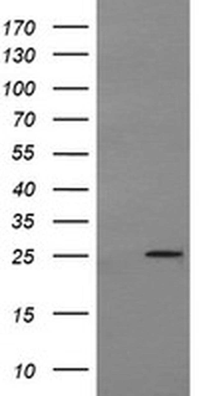 MRPS34 Antibody in Western Blot (WB)