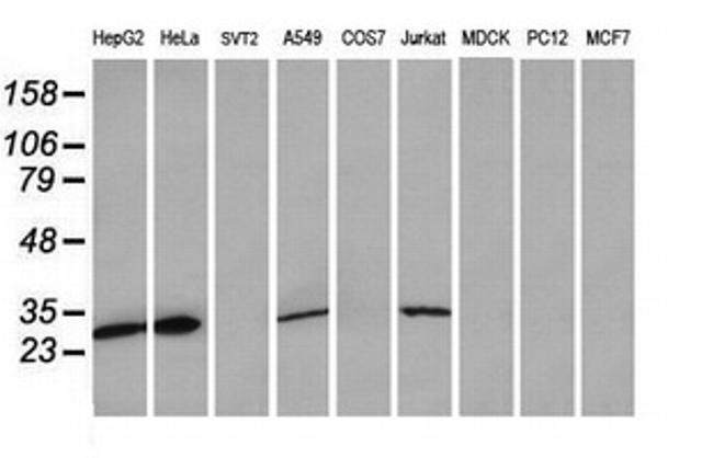 MRPS34 Antibody in Western Blot (WB)