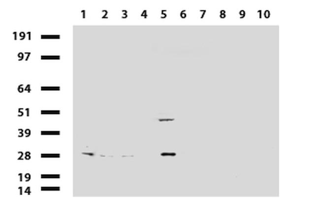 MRPS34 Antibody in Western Blot (WB)