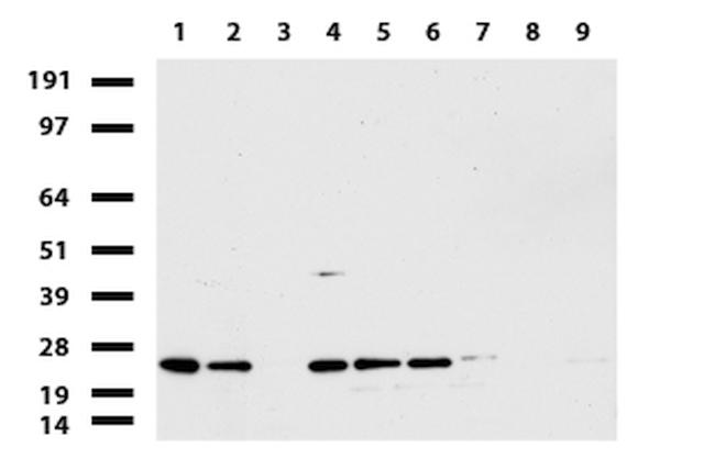 MRPS34 Antibody in Western Blot (WB)