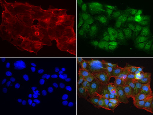 MRPS7 Antibody in Immunocytochemistry (ICC/IF)