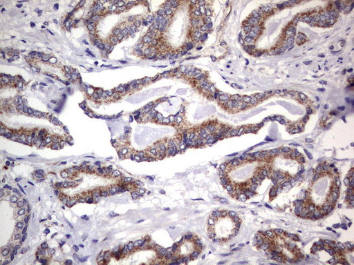 MRPS7 Antibody in Immunohistochemistry (Paraffin) (IHC (P))