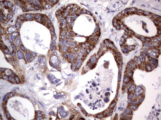 MRPS7 Antibody in Immunohistochemistry (Paraffin) (IHC (P))