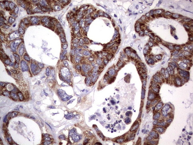 MRPS7 Antibody in Immunohistochemistry (Paraffin) (IHC (P))