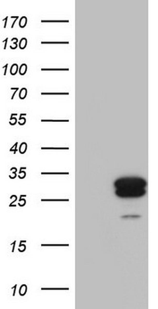 MRPS7 Antibody in Western Blot (WB)