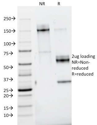 Nidogen/Entactin Antibody in SDS-PAGE (SDS-PAGE)