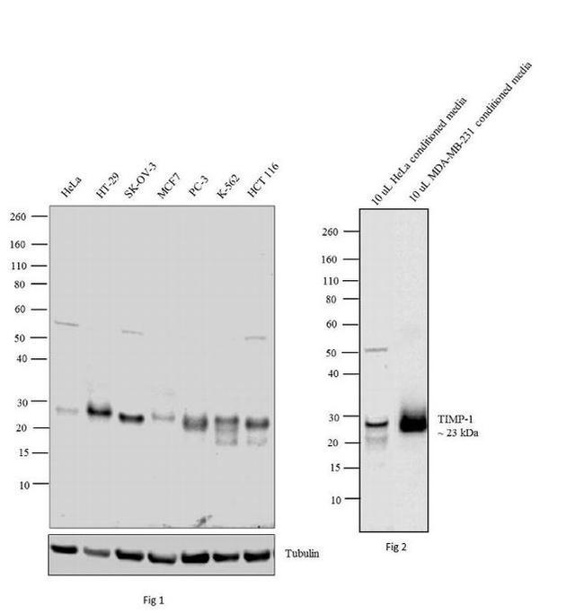 TIMP1 Antibody in Western Blot (WB)