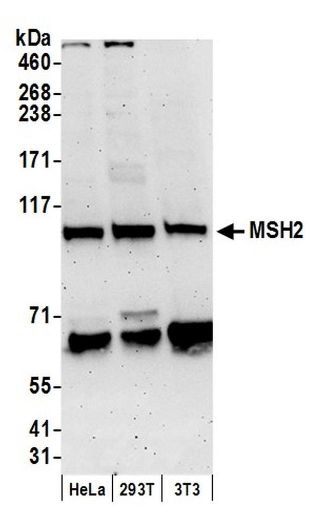 MSH2 Antibody in Western Blot (WB)