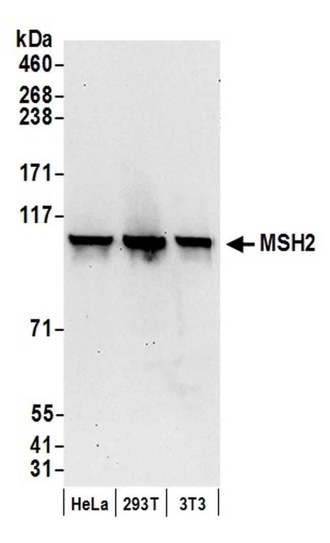 MSH2 Antibody in Western Blot (WB)