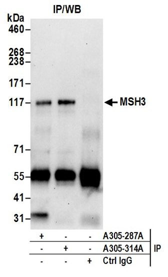 MSH3 Antibody in Immunoprecipitation (IP)