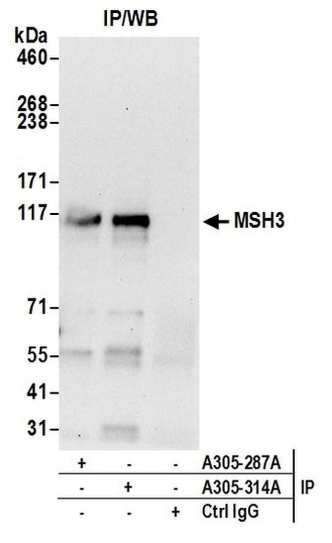 MSH3 Antibody in Western Blot (WB)