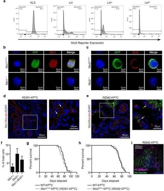 Musashi-1 Antibody in Immunohistochemistry (Paraffin) (IHC (P))