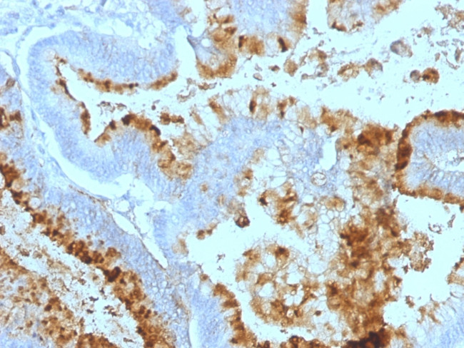 Lewis A (Blood Group Antigen) Antibody in Immunohistochemistry (Paraffin) (IHC (P))