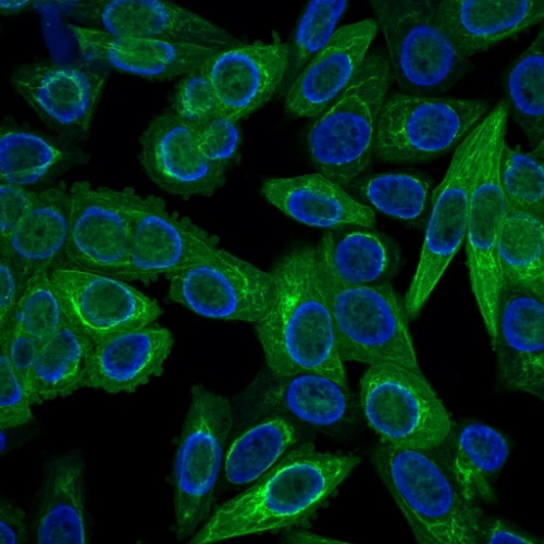 Cytokeratin, Multi (Epithelial Marker) Antibody in Immunocytochemistry (ICC/IF)