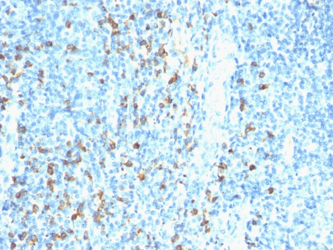 Biotin (Vitamin B7 or Vitamin H) Antibody in Immunohistochemistry (Paraffin) (IHC (P))