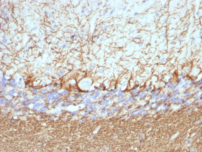 Neurofilament (H+L) (Neuronal Marker) Antibody in Immunohistochemistry (Paraffin) (IHC (P))